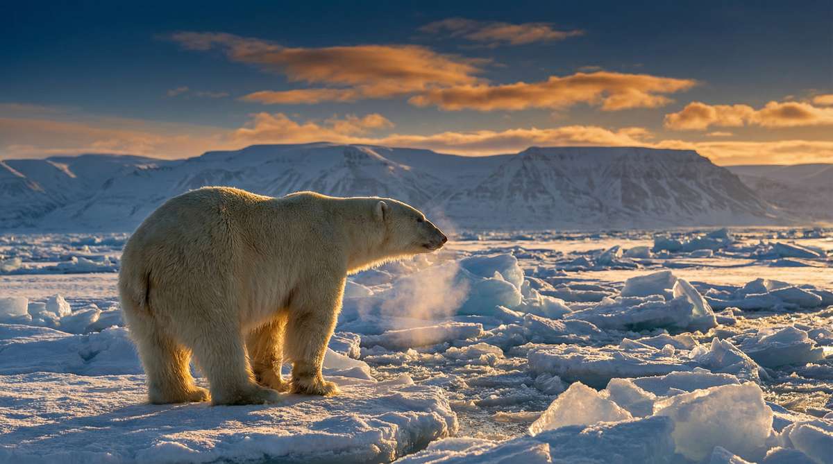 萝莉岛今日推荐北极熊视频